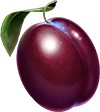 symbol plum